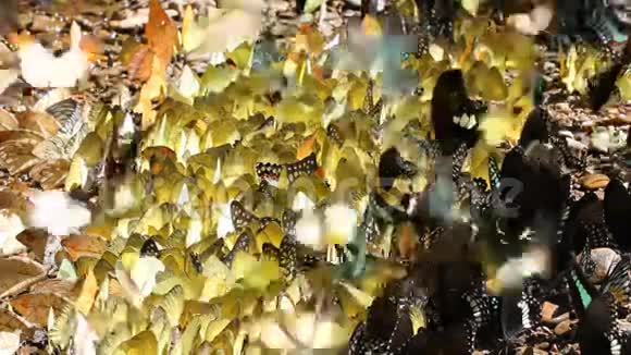蝴蝶在吮吸食物飞翔视频的预览图