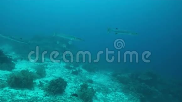 珊瑚礁上的4k黑鳍Barracudas视频的预览图