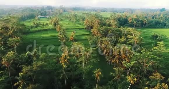 巴厘岛稻田鸟瞰图视频的预览图