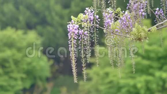 春花系列美丽的紫藤迎风招展紫藤是木本落叶视频的预览图