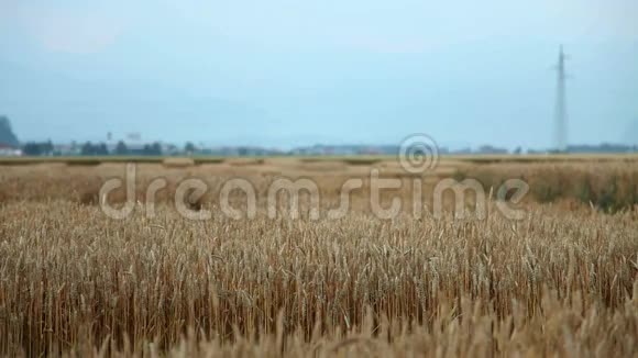 小麦谷地视频的预览图