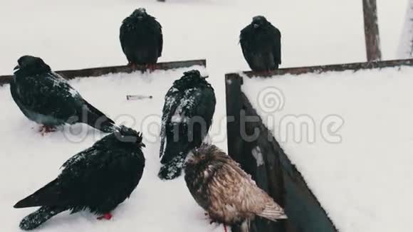 许多冰冻的鸽子坐在雪地垃圾桶上视频的预览图