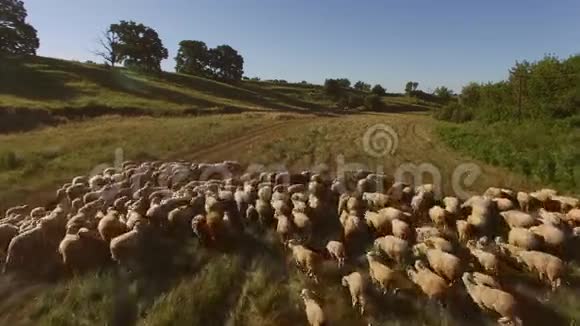 成群的羊在走视频的预览图