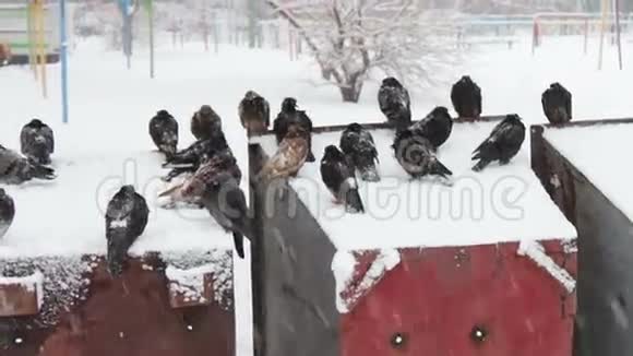 许多冰冻的鸽子坐在雪地垃圾桶上视频的预览图