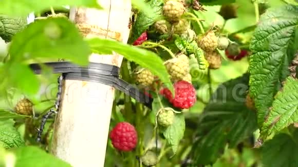 植物和树的健康果实视频的预览图