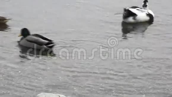 马拉德在水里视频的预览图