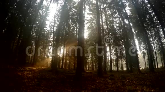 森林里的阳光视频的预览图