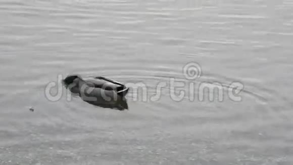 马拉德在水里视频的预览图