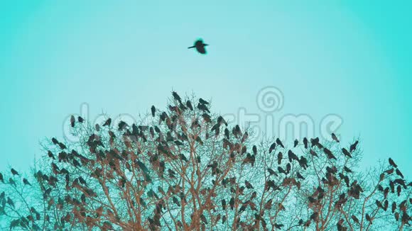 鸟雀的秋天叫蓝天从树上起飞一群乌鸦黑鸟干树鸟儿在乌鸦身上视频的预览图