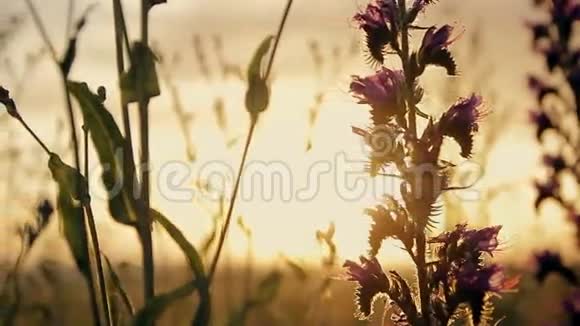 田野里日落时的花视频的预览图