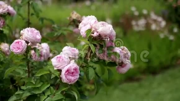 玫瑰植物视频的预览图