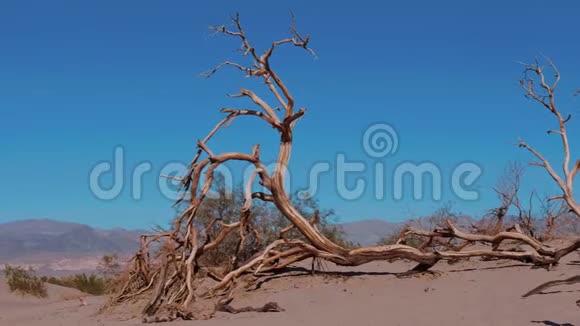 死亡谷国家公园沙丘梅斯奎特平原沙丘视频的预览图