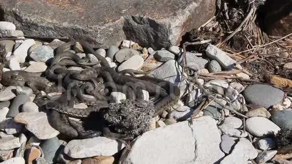 蛇从春天的交配季节开始视频的预览图