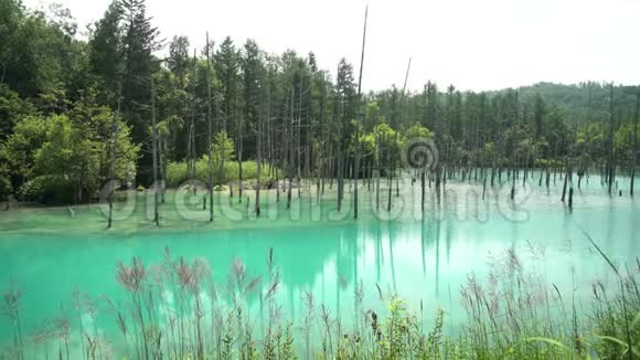 美丽的石罗甘蓝池塘视频的预览图