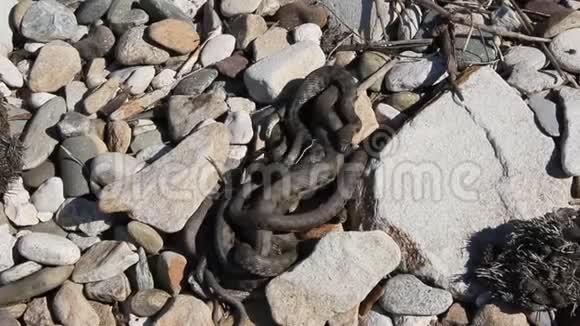 蛇从春天的交配季节开始视频的预览图