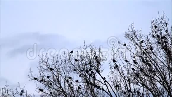 大自然中的树上的乌鸦视频的预览图