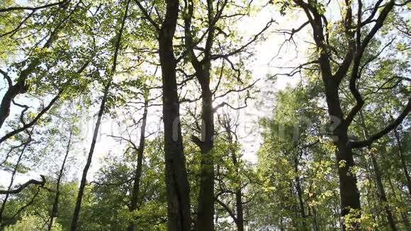 森林和太阳视频的预览图
