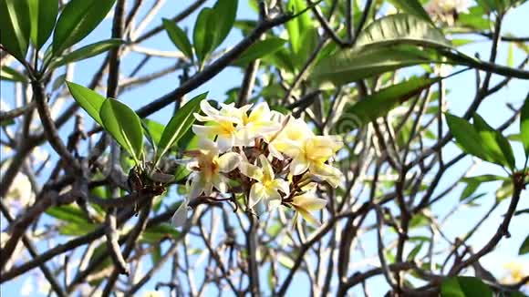 树上的黄色梅花印度尼西亚巴厘岛热带花园视频的预览图