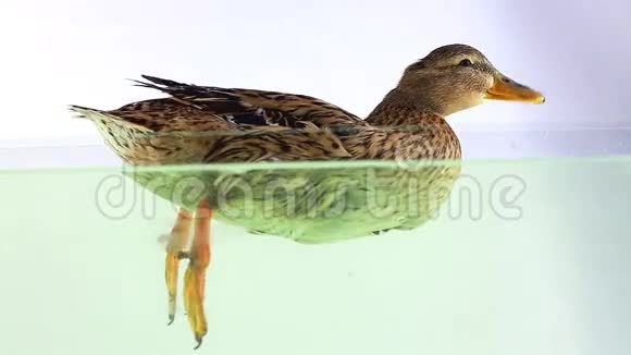 鸭子漂浮在水上视频的预览图