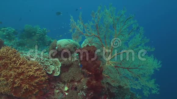 珊瑚礁带大海扇4k视频的预览图