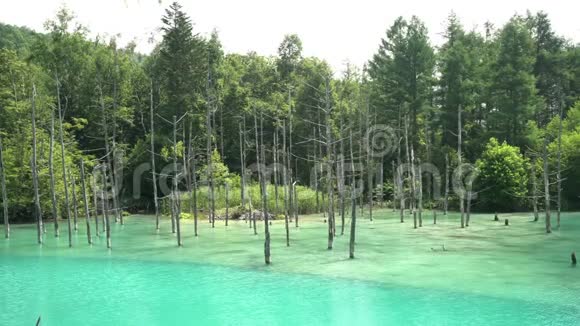 美丽的石罗甘蓝池塘视频的预览图