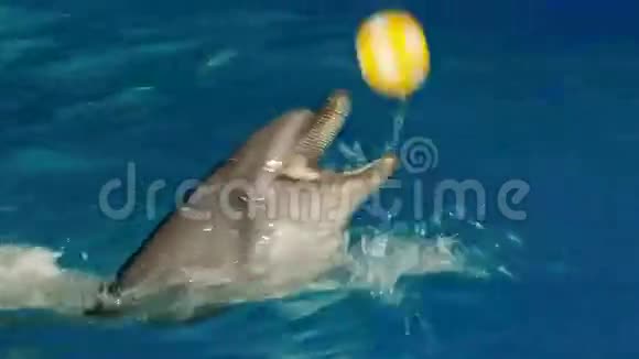 海豚在海豚馆表演视频的预览图