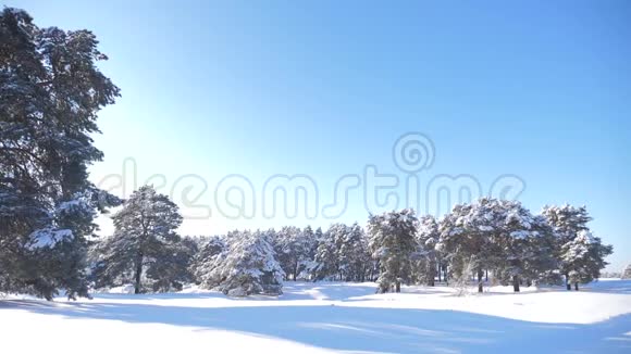 冰雪覆盖的冬季森林慢动作视频冬天的松林在雪的阳光下运动视频的预览图
