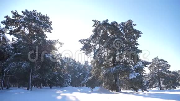 冰雪覆盖的冬季森林慢动作录像冬天的松林在白雪的阳光下运动视频的预览图