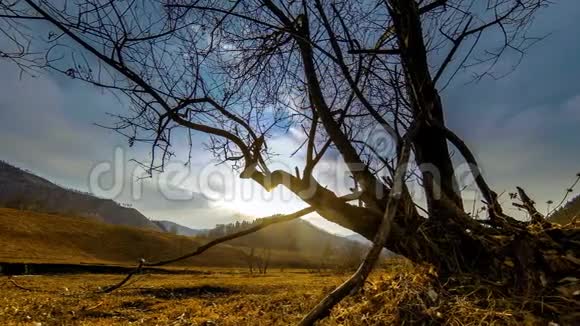 枯死的树和枯黄的草在有云和阳光的蒙天景观中的时间流逝水平滑块运动视频的预览图