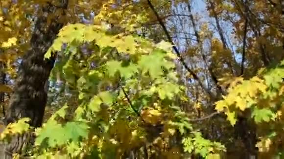 野生森林中的秋天视频的预览图
