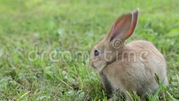 小兔子在草地上视频的预览图