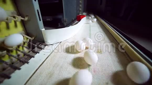 禽场鸡蛋生产线在行动视频的预览图