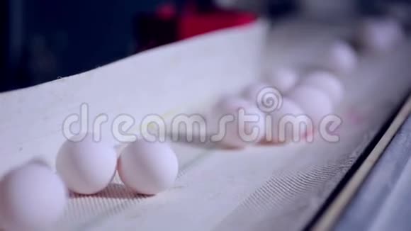 禽场鸡蛋生产线在行动视频的预览图