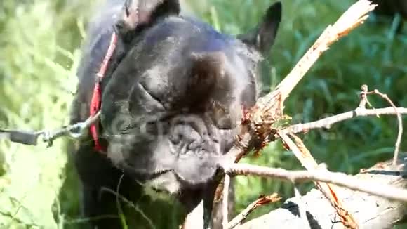 法国斗牛犬视频的预览图