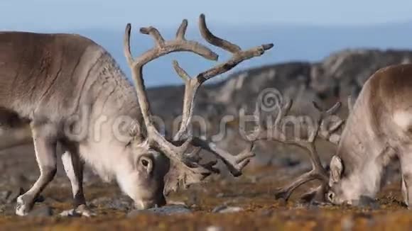 野生动物北极自然环境中的驯鹿视频的预览图