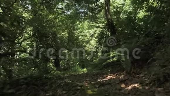 在热带雨林中飞翔格鲁吉亚视频的预览图