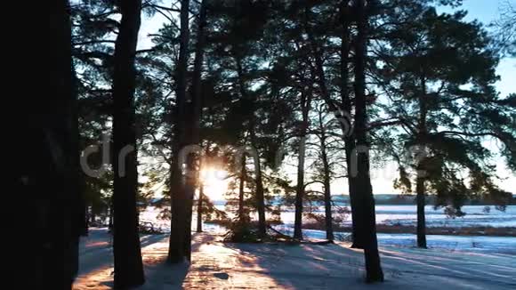 日落时分的冬季针叶林视频的预览图