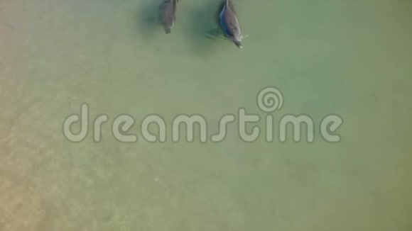 海豚在水中的慢镜头视频的预览图