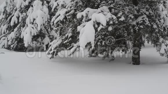 森林里覆盖着雪的云杉视频的预览图