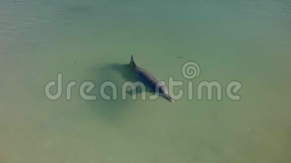 海豚在水中的慢镜头视频的预览图