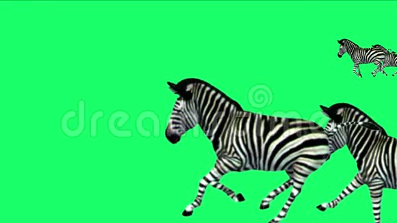 斑马群马驴动物剪影迁徙奔跑非洲草原视频的预览图