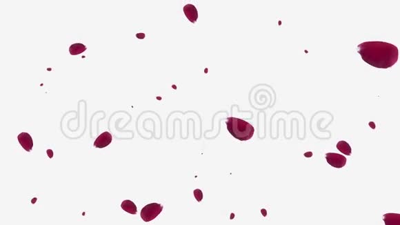白色背景下落下的红色玫瑰花瓣视频的预览图