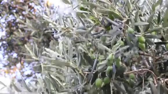 橄榄树视频的预览图