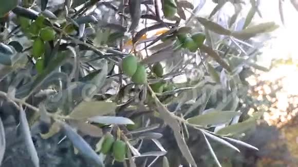 橄榄树视频的预览图