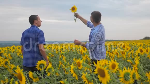两个农民的生意探索步行检查向日葵作物在田间慢动作视频小麦田夏日视频的预览图