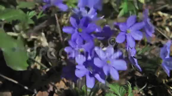 春天的第一朵花蓝色的雪花视频的预览图