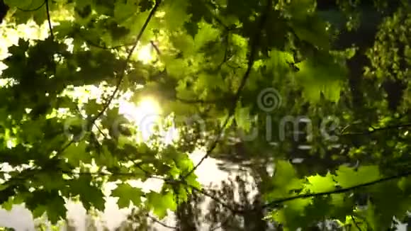 阳光明媚的树冠视频的预览图