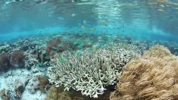 印尼的蓝绿大坝和珊瑚视频的预览图
