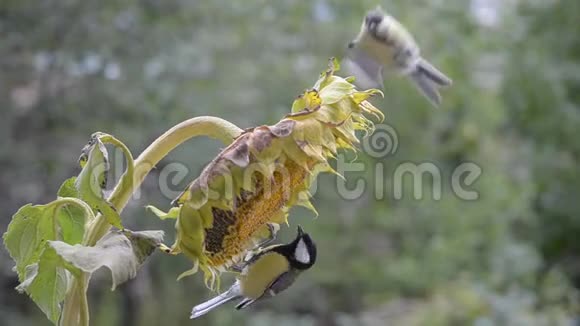 鸟吃葵花籽视频的预览图