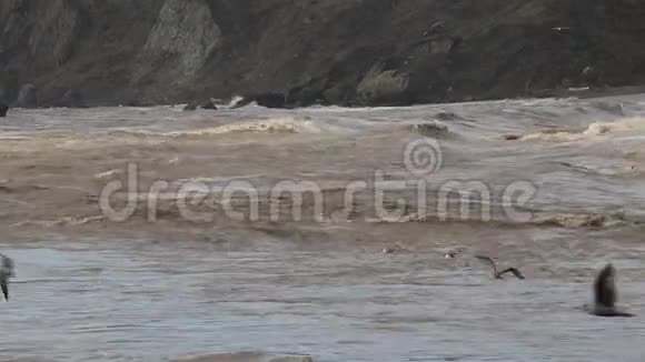 海鸥在山羊岩海滩索诺马县加利福尼亚州冬季视频的预览图